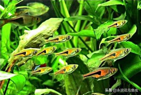 養什麼魚最好養|【好養的魚】好養的魚推薦！新手養魚必看懶人包，打。